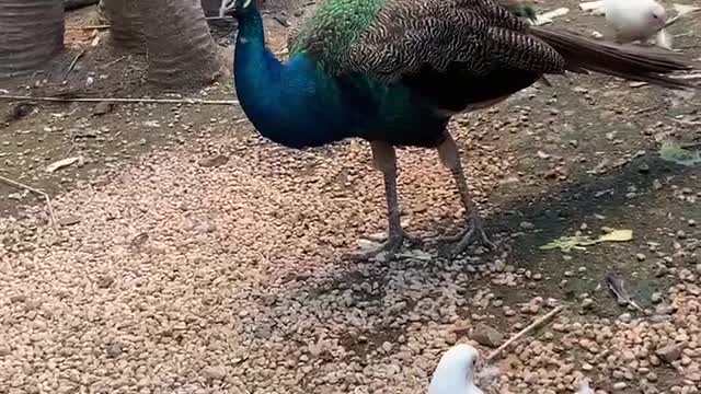 Pigeon and peacock