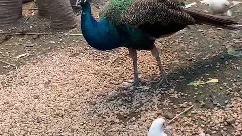 Pigeon and peacock