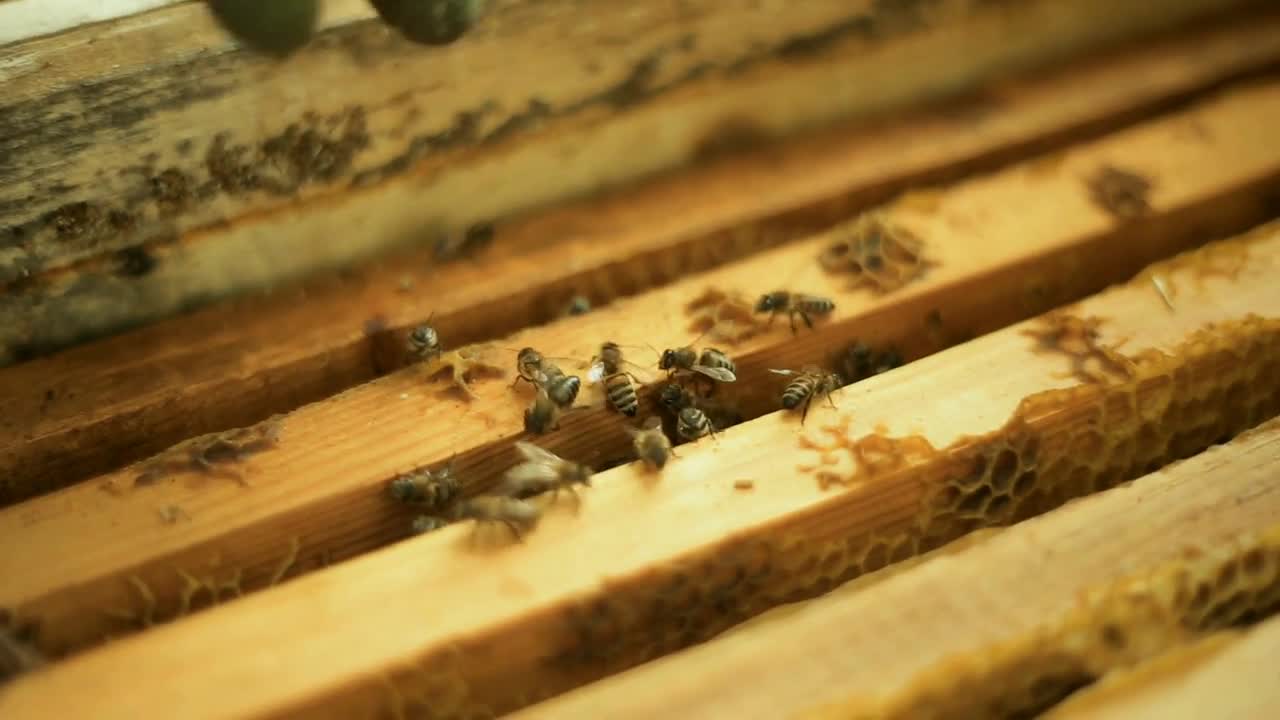 Bees prepare honey work in an open beehive with wooden frames with wax combs