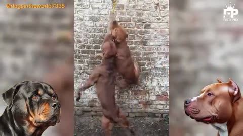 Rottweiler vs Pitbull Terrier Dog - Pitbull vs Rottweiler Real Fight