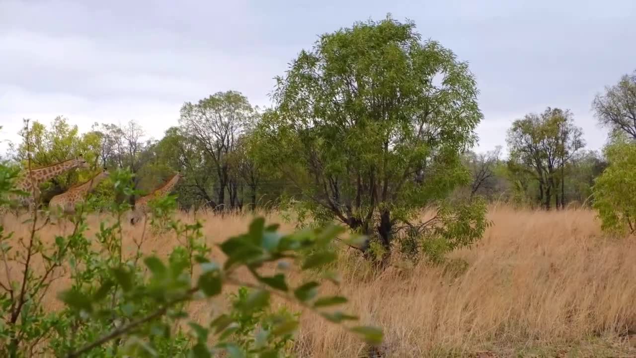 Animals in jungles