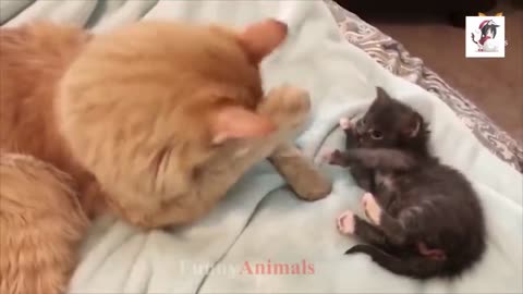 Mother Cat and Cute Kittens - Best Family Cats Comilation 2018