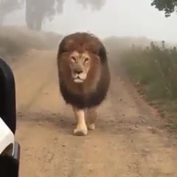 Watch the king of kings of Africa, and trusted himself