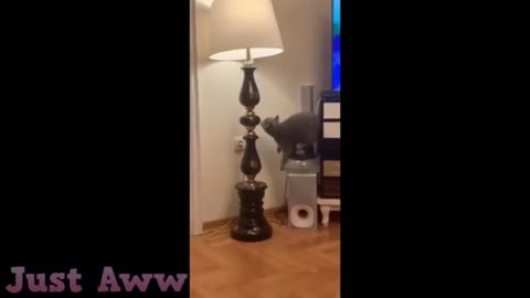 the cat and the lamp xD - epic fail cat video