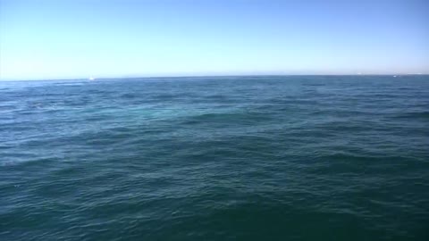 Blue Whale close encounter Newport Harbor California