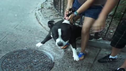 Pitbull attack Dogs Compilation 2020