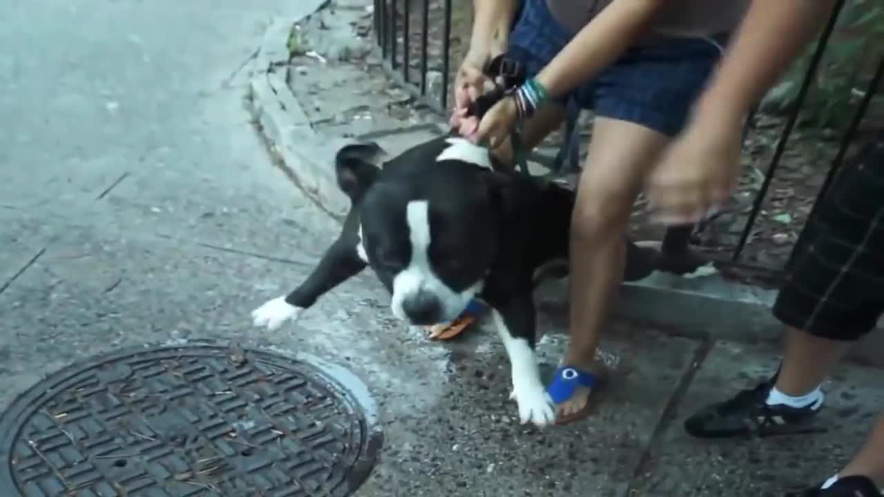Pitbull attack Dogs Compilation 2020