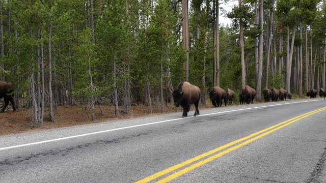 Buffalo Crossing