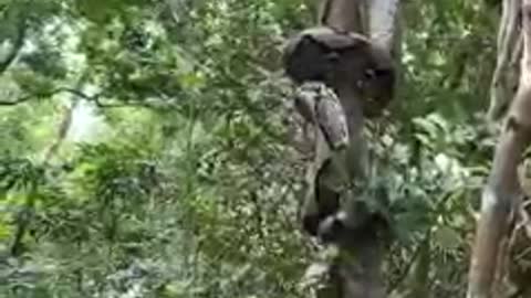 Close-up of how pythons climb trees