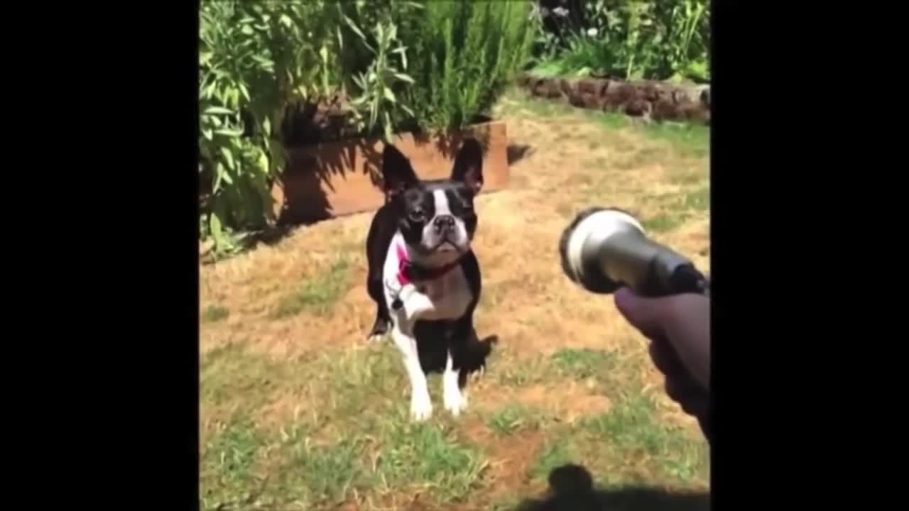 Funny animals