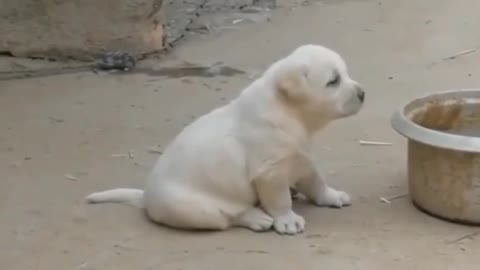 A puppy that has just learned to crow