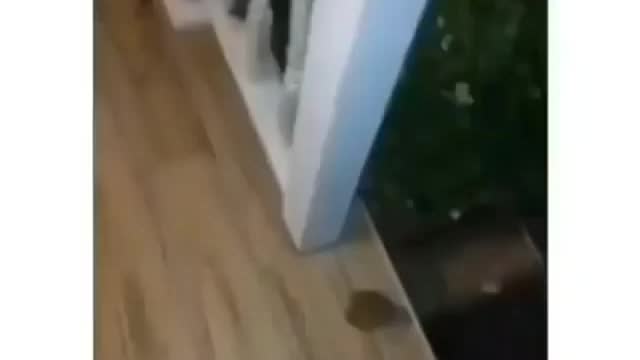 Funny Videos ♡