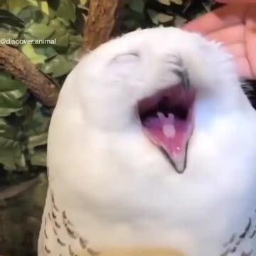 Little cute owl is starting mown