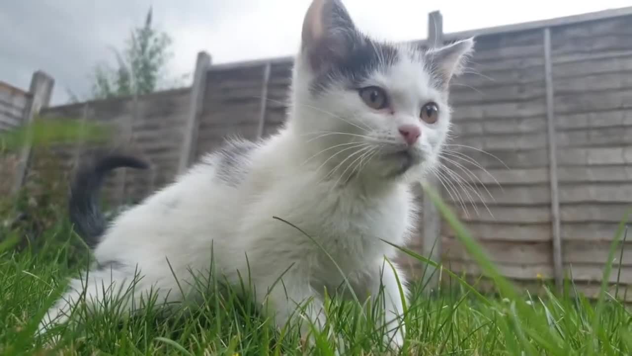 Cute and Funny Cat moments