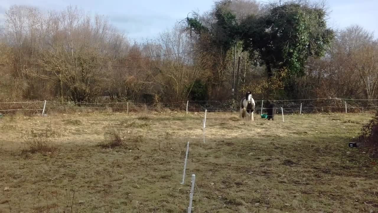 "BUCKING, FARTING PONIES"