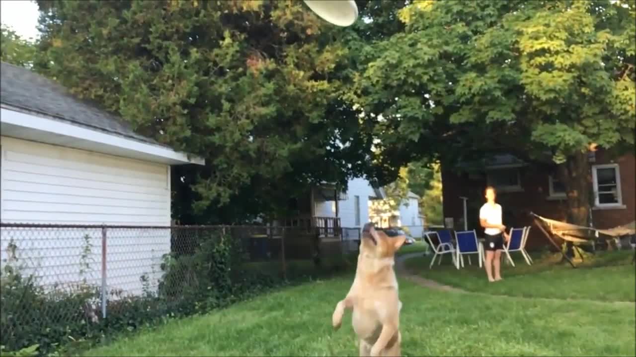 dog catching frisbee