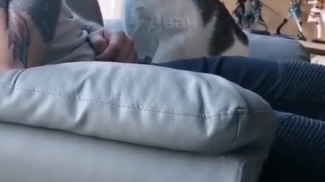 What kind of cats are