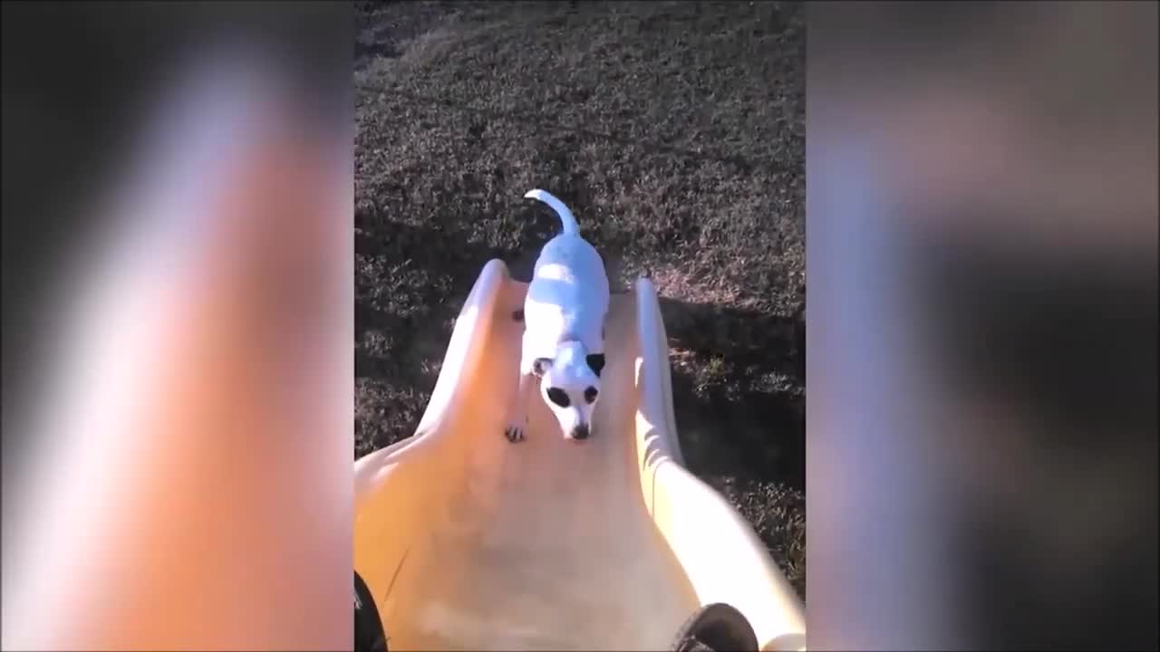 🤣🐶💖 Hilarious Dog Fails Videos Compilation | Try Not to Laugh | Cute and Funny Animals