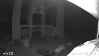Kitty smackdown during drink