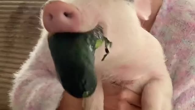 the piglet is hungry...