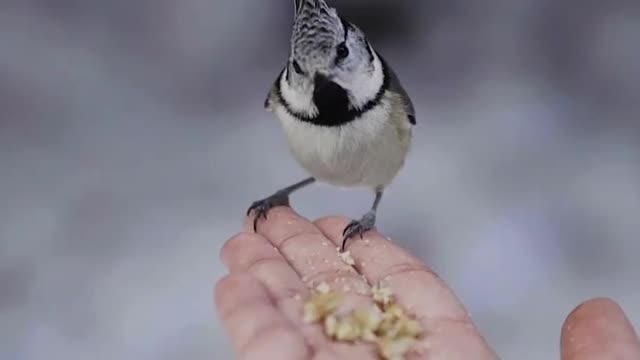 Snacks time in Bird 🐦🕊️