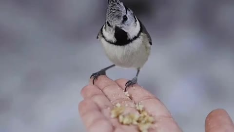 Snacks time in Bird 🐦🕊️