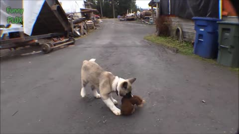 Cute Puppies play with Bigger dogs