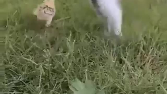 Adorable Kitten VS Chick Funny scene