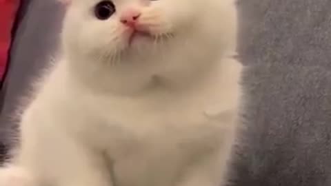 #kitten 🥰 | #shorts #viral #youtubeshorts #cat #cute #trending #cuteanimals