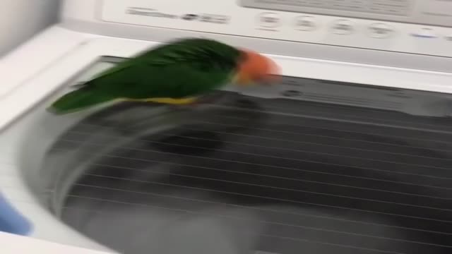 Cutie parrot - This is no time for caution