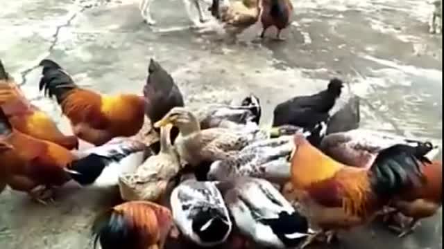 Chicken vs dog 🐶 fight - funny animal 🐵🐔🐶🐷