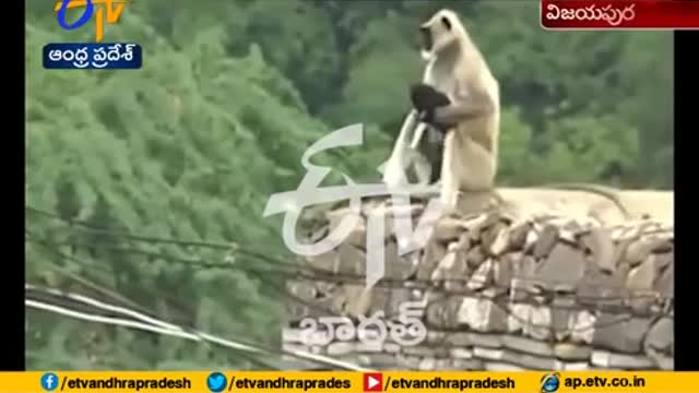 Monkey saving a small Dog from a Pig Attack at Karnataka