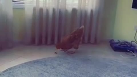 Chicken Comes To Rescue When Cat Refuses to Fulfil Owner's Wish to Kill Cockroach in House