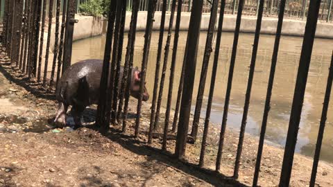 Pygmy Hippo