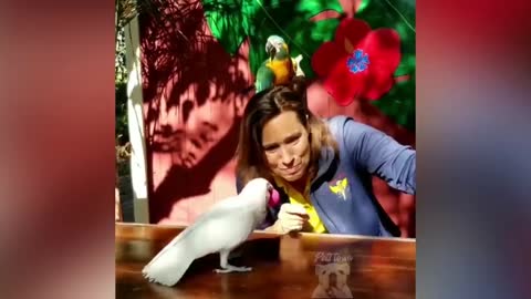 parrot talking, parrot sounds, parrot singing, parrot fish, parrot tv, parrotlet, parrot dancing, parrot talking funny, parrot minecraft, parrot alexa, parrot anafi, parrot anafi drone, parrot annoys cat, parrot and cat, parrot alexa shopping list, parrot