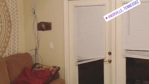 Cat is easily entertained