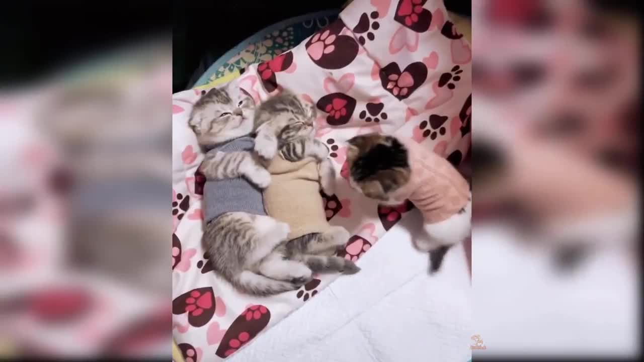 Baby Cats - Cute and Funny Cat Videos Compilation #1 | Awwww lovely Animals