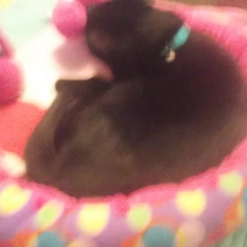 I talk about my cat while she cleans herself