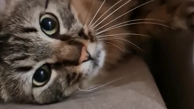 The hunting moment for cats