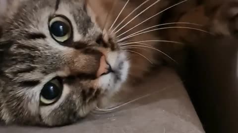 The hunting moment for cats