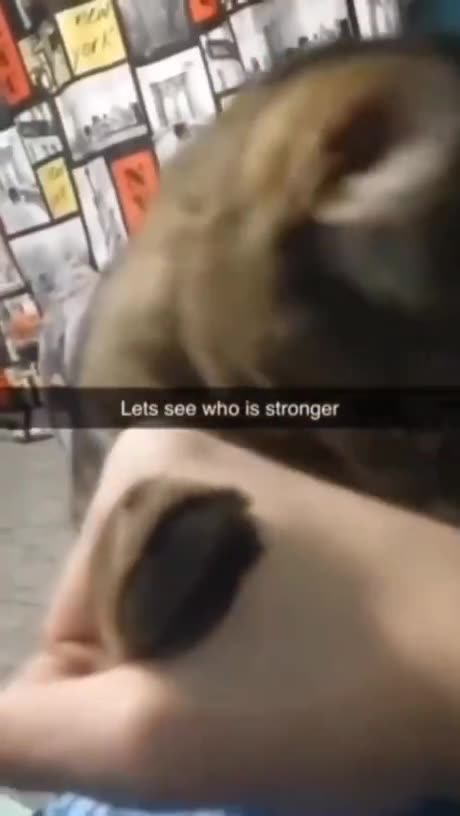 Cat Does Arm Wrestling! #catshorts #catlife