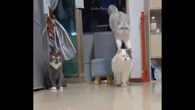 Watch this Adorable cats playing with IRON MAN !