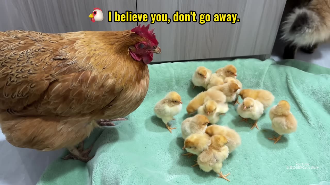 The hen suspects the kitten has stolen the chicks!The cat returned the chick to the hen.Funny cute🤣