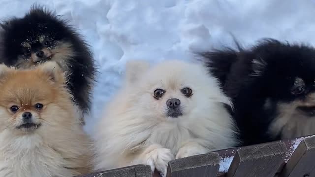 Small Cute dogs