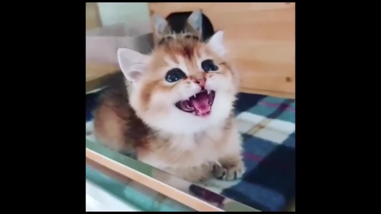 OMG So Cute Cats