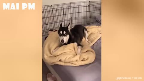 rumble funny &angry dogs/cute animals