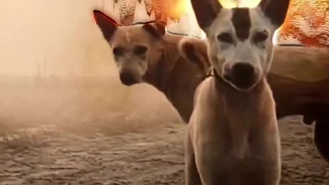 The dog Rock funny video