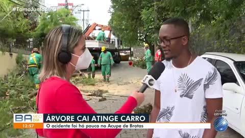 Árvore cai e destrói carro na Bahia