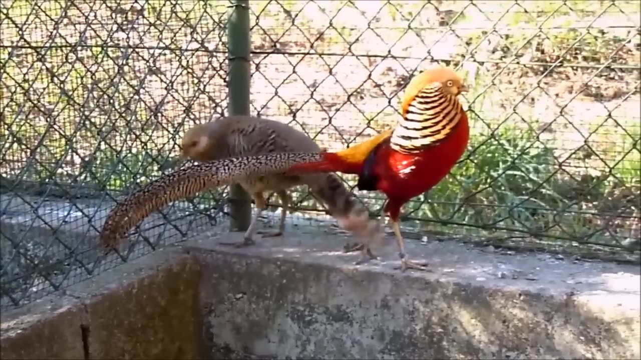 Beautiful Golden Pheasants and Wading Birds