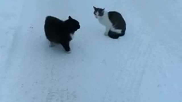 2 cats quarrel